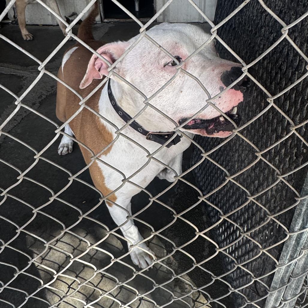 Enlarge Dustin, a Adoptable American Staffordshire Terrier in Carlin, NV image 1/4