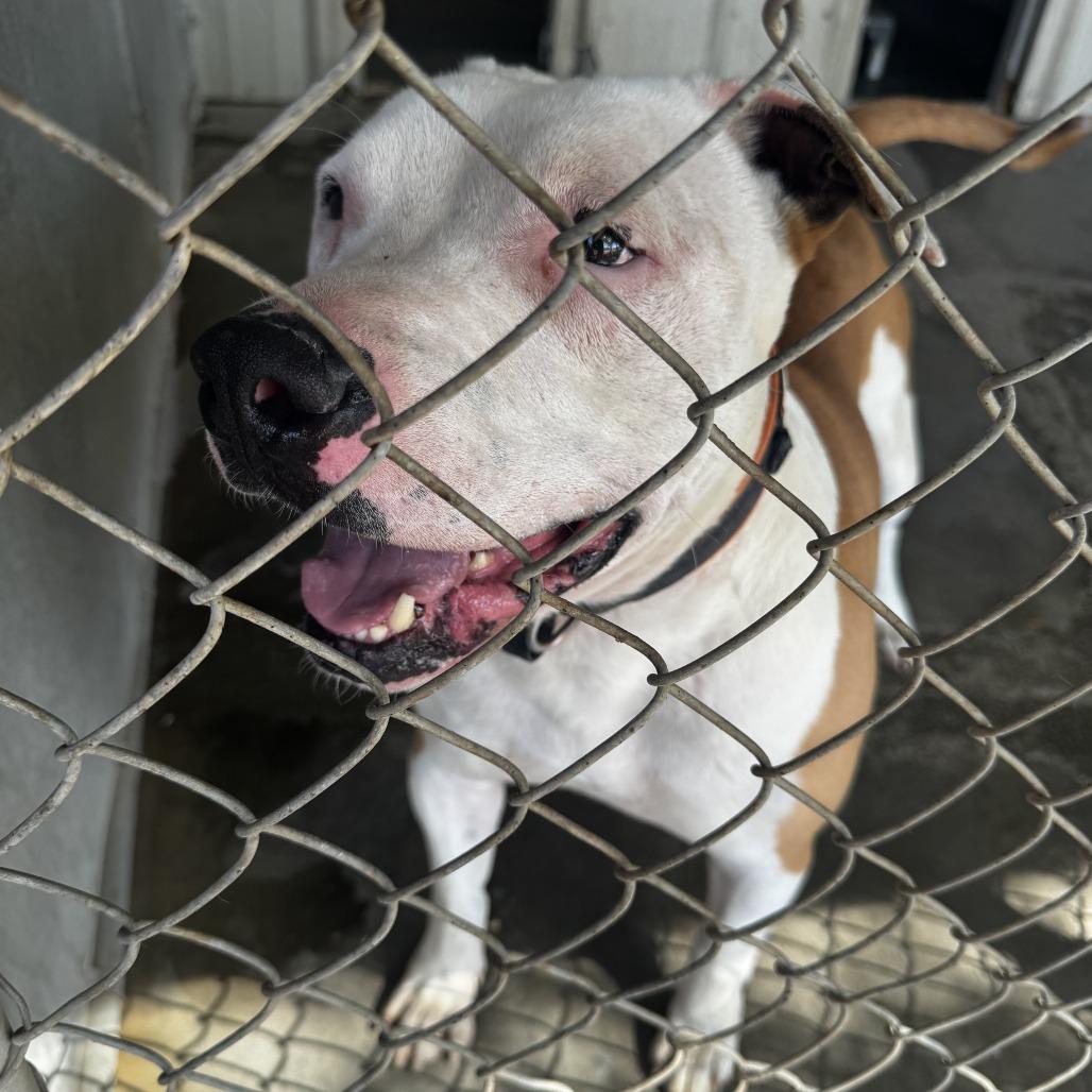 Enlarge Dustin, a Adoptable American Staffordshire Terrier in Carlin, NV image 2/4