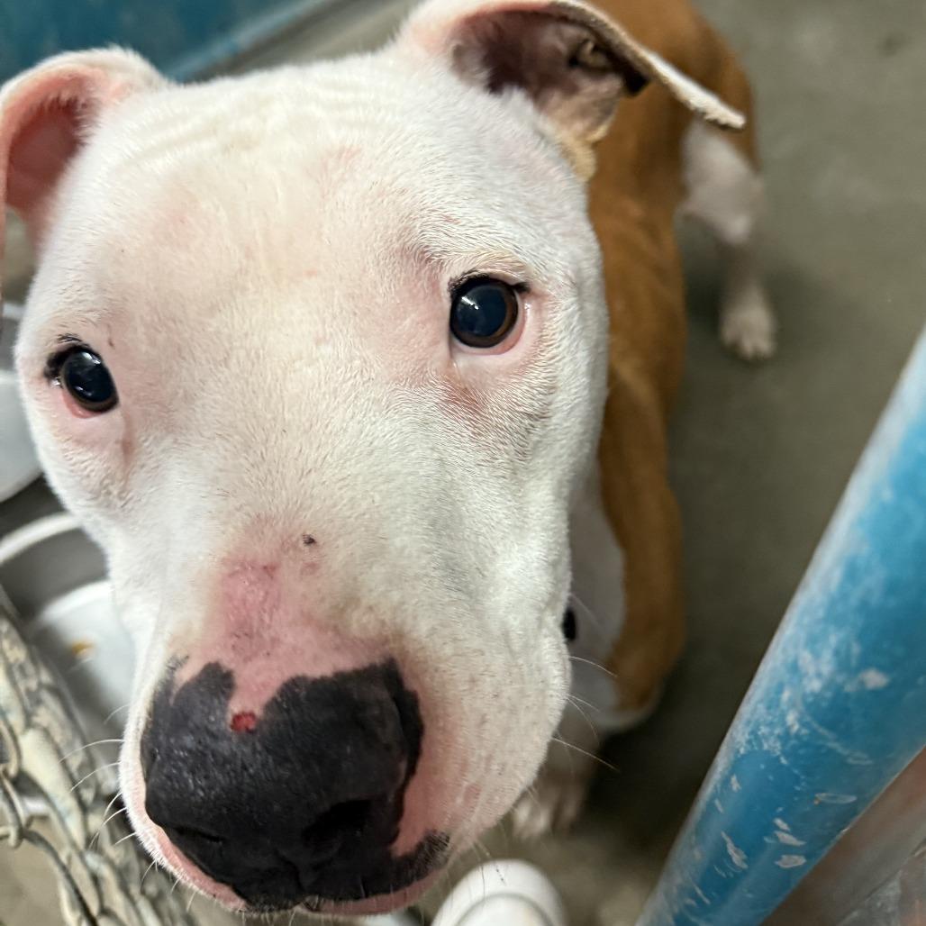 Enlarge Dustin, a Adoptable American Staffordshire Terrier in Carlin, NV image 1/1