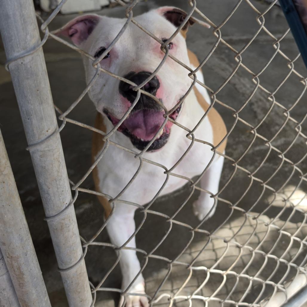 Enlarge Dustin, a Adoptable American Staffordshire Terrier in Carlin, NV image 4/4