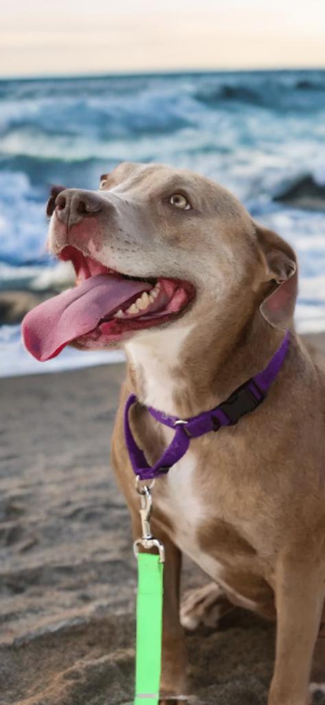Cocoa, Adult Female Pit Bull Terrier