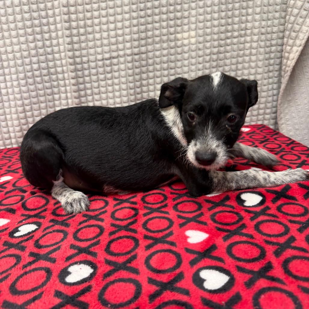 Plex, a Adoptable mixed breed in Bryan, TX image 1/4