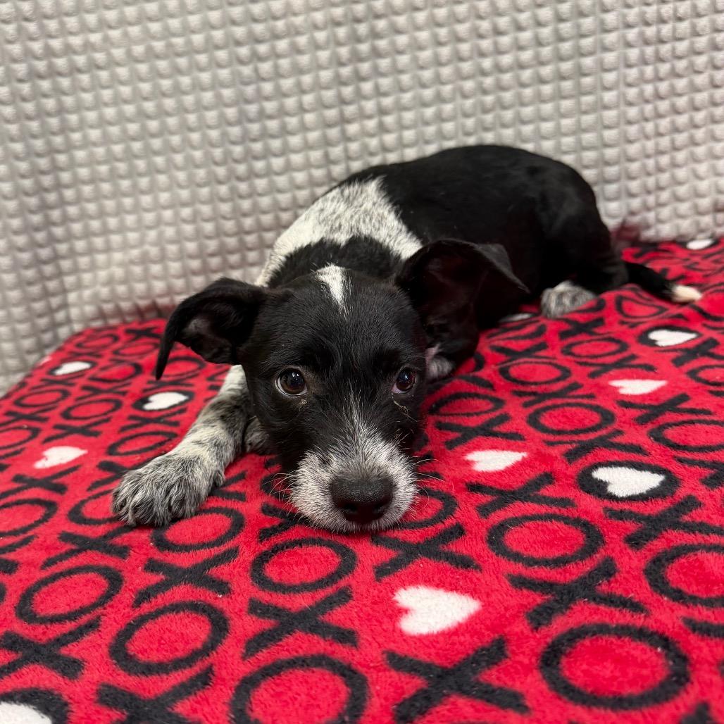 Plex, a Adoptable mixed breed in Bryan, TX image 2/4