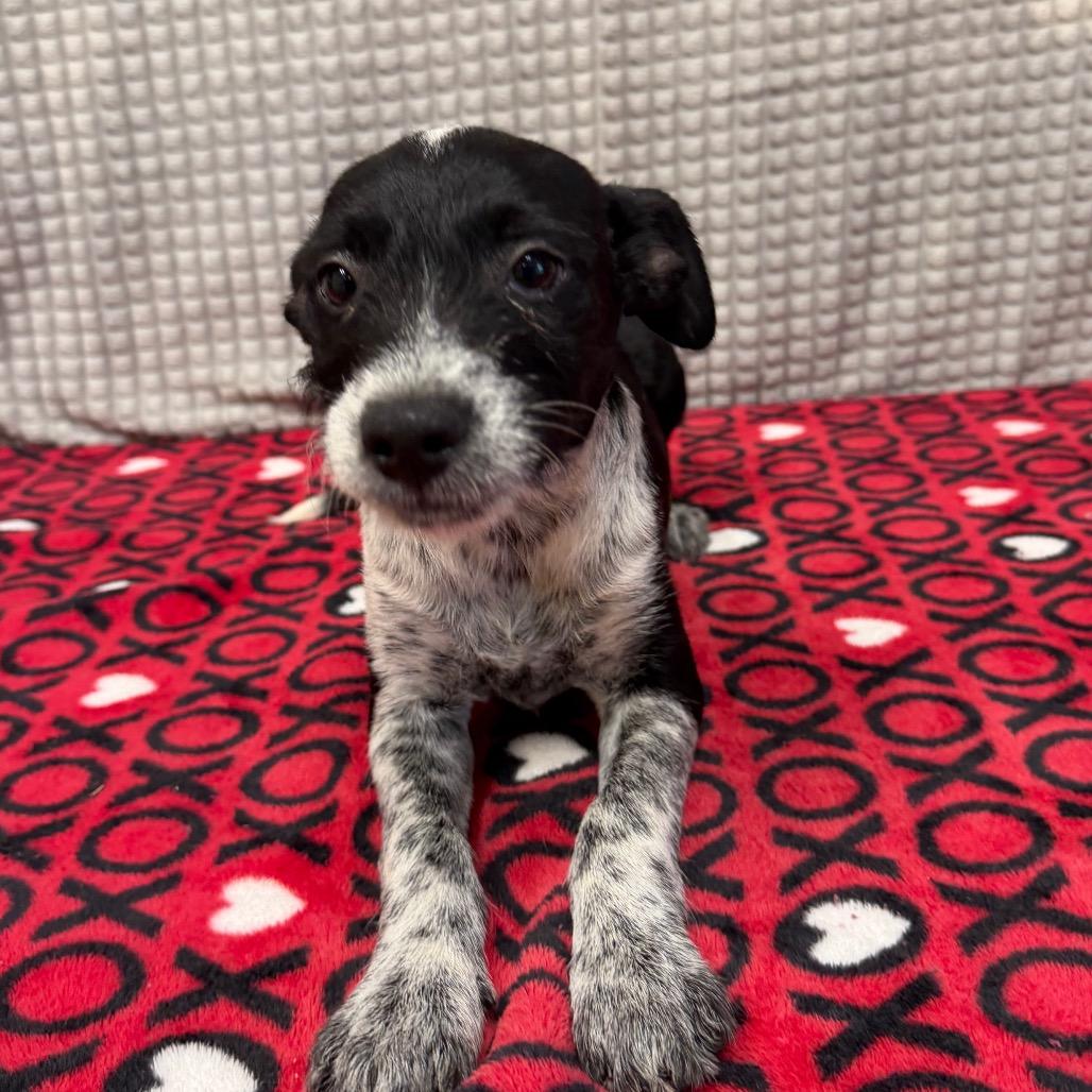 Plex, a Adoptable mixed breed in Bryan, TX image 3/4
