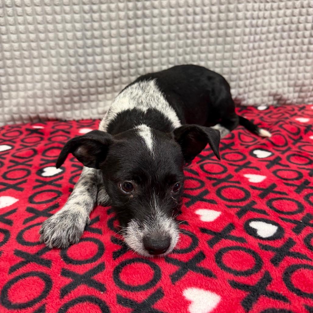 Plex, a Adoptable mixed breed in Bryan, TX image 4/4