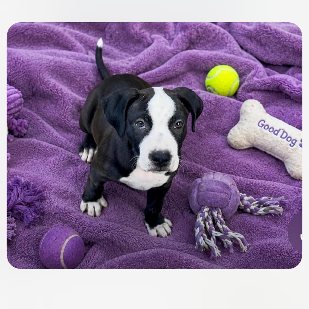 Chase Matthew, Adoptable, Puppy Male Pit Bull Terrier & Mixed Breed.