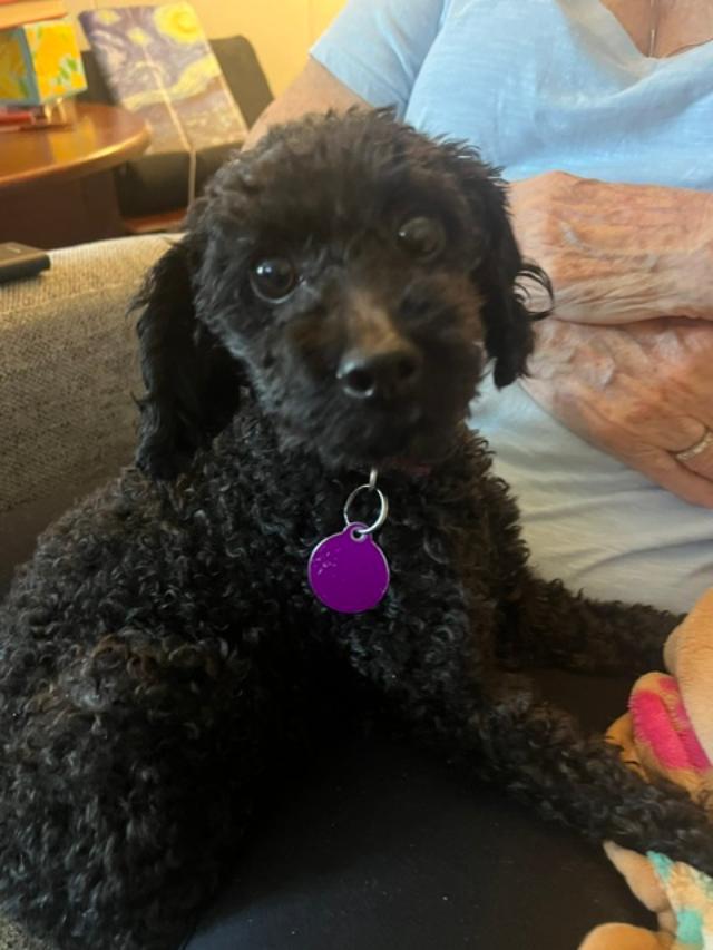 Enlarge Cooper, a ADOPTABLE Poodle (Toy) in Williamsburg, VA image 4/6
