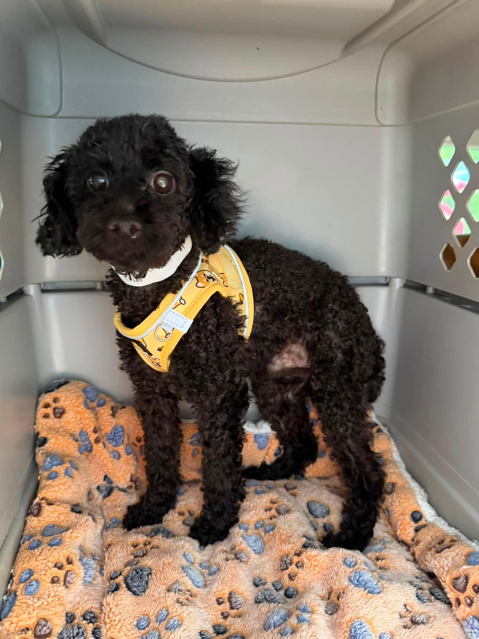 Enlarge Cooper, a ADOPTABLE Poodle (Toy) in Williamsburg, VA image 2/6