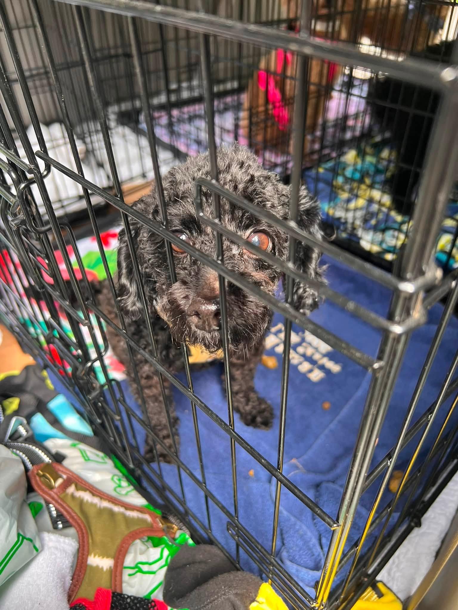 Enlarge Cooper, a ADOPTABLE Poodle (Toy) in Williamsburg, VA image 6/6