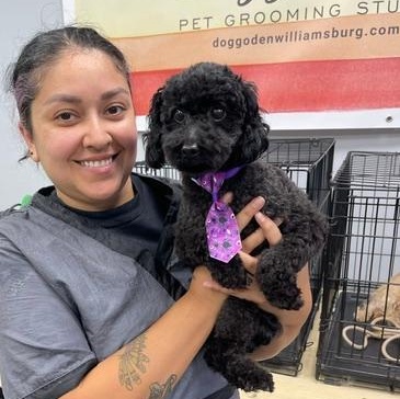 Cooper, Adoptable, Adult Male Poodle (Toy).