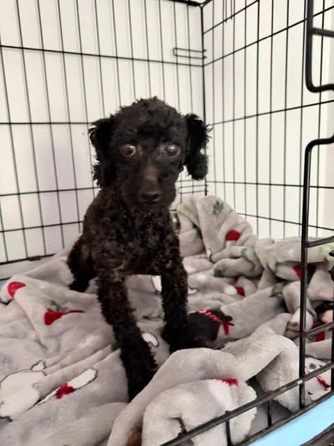 Enlarge Cooper, a ADOPTABLE Poodle (Toy) in Williamsburg, VA image 3/6