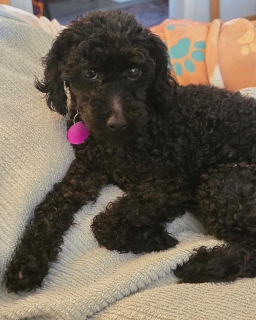 Cooper, ADOPTABLE, Adult Male Poodle (Toy).