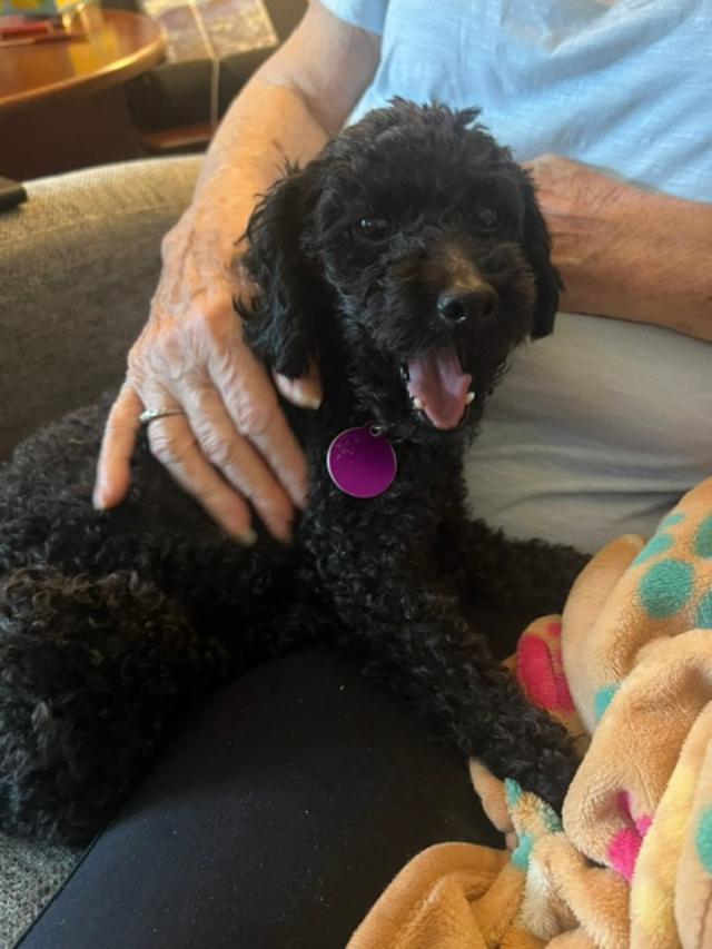 Enlarge Cooper, a ADOPTABLE Poodle (Toy) in Williamsburg, VA image 5/6