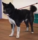 Nikko (93119), ADOPTABLE, Adult Male Akita.
