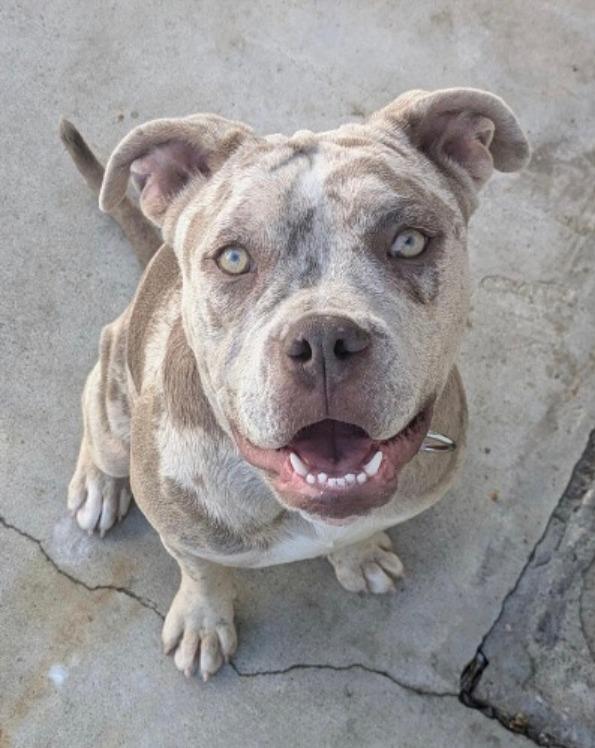 Zoey Stewart, Adoptable, Young Female Mixed Breed.