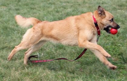Happy, Adoptable, Adult Male Shepherd & Mixed Breed.
