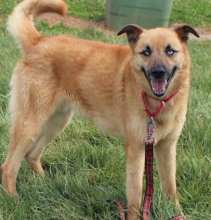 Enlarge Happy, a Adoptable mixed breed in Taylorsville, NC image 2/3
