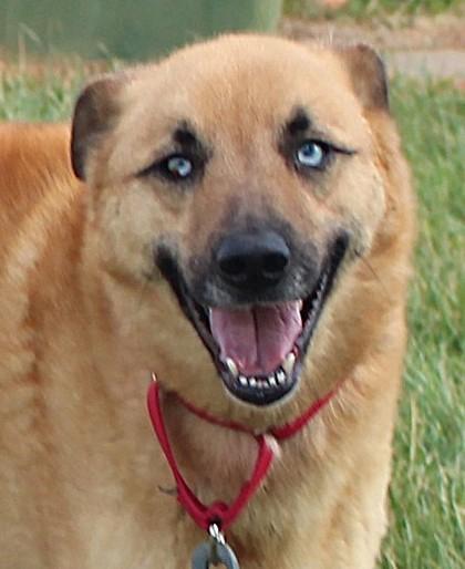 Enlarge Happy, a Adoptable mixed breed in Taylorsville, NC image 3/3