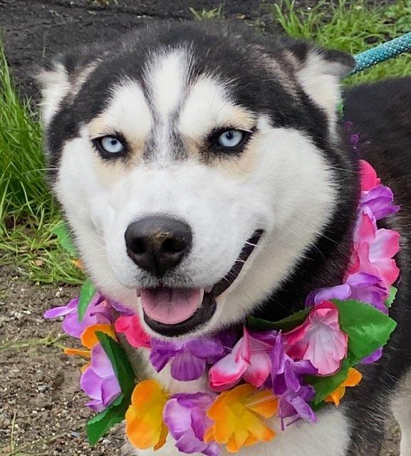 Enlarge Trinity, a ADOPTABLE Husky in Colusa, CA image 3/6
