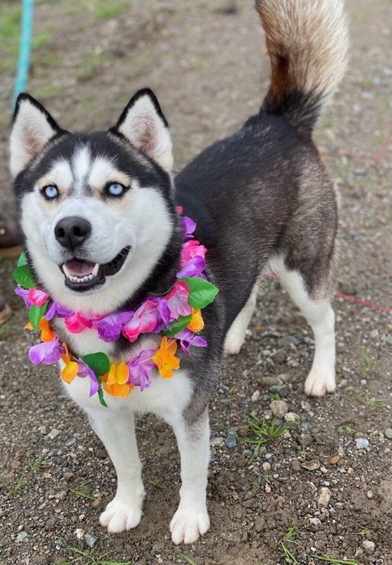 Enlarge Trinity, a ADOPTABLE Husky in Colusa, CA image 5/6