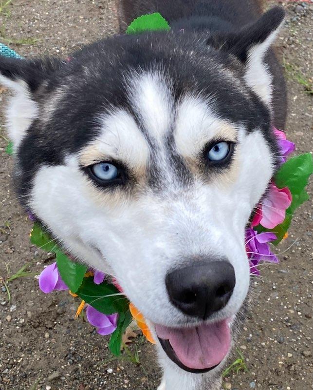 Enlarge Trinity, a ADOPTABLE Husky in Colusa, CA image 4/6