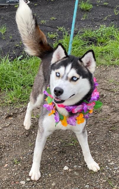Enlarge Trinity, a ADOPTABLE Husky in Colusa, CA image 6/6