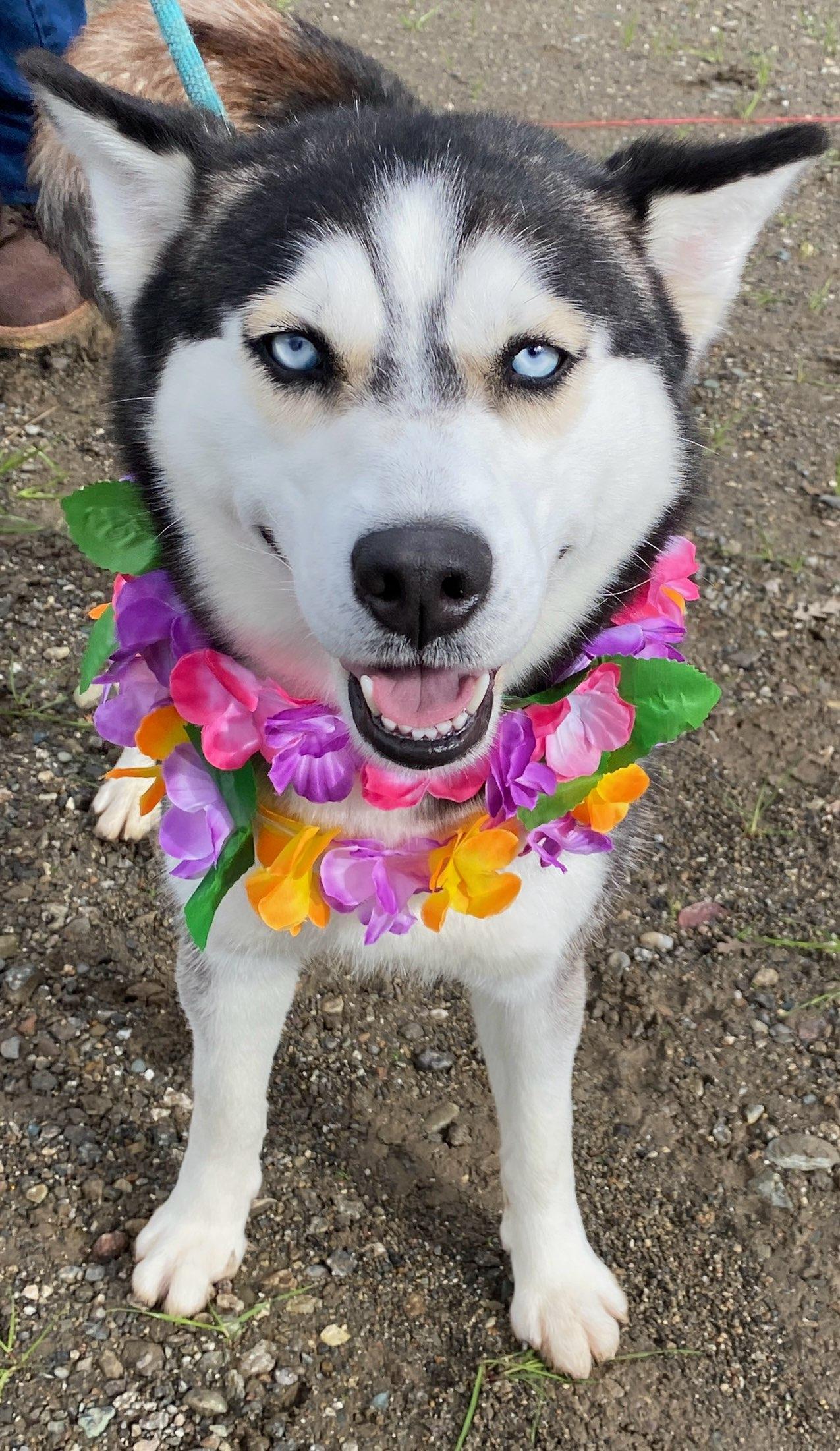 Trinity, ADOPTABLE, Adult Female Husky.