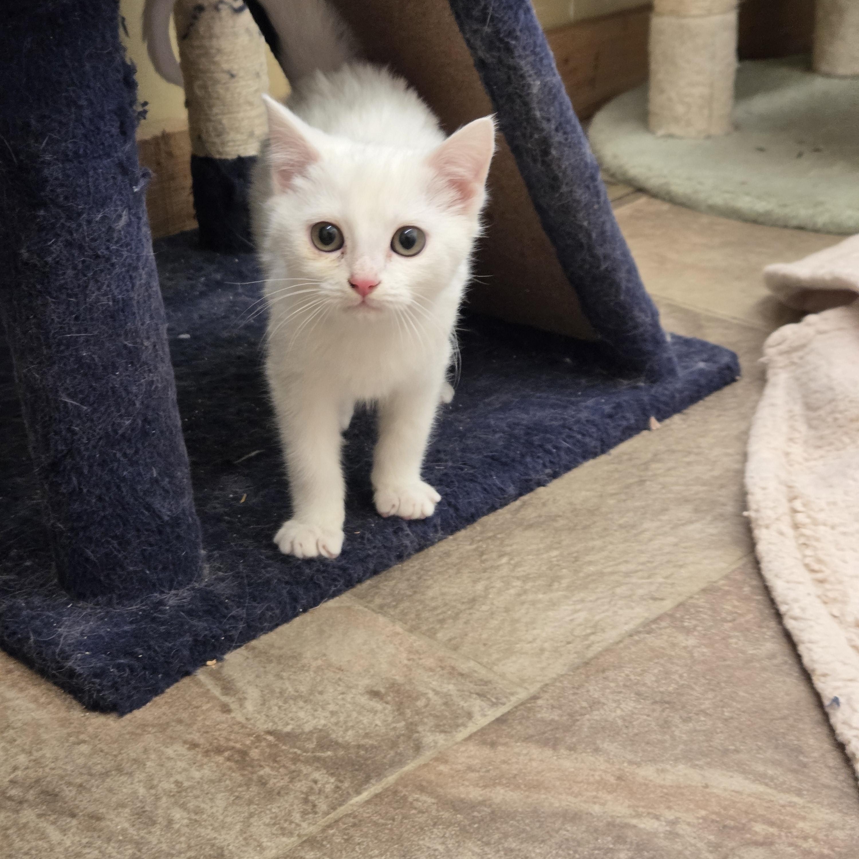 Olaf, adopted, Kitten Male Domestic Short Hair.
