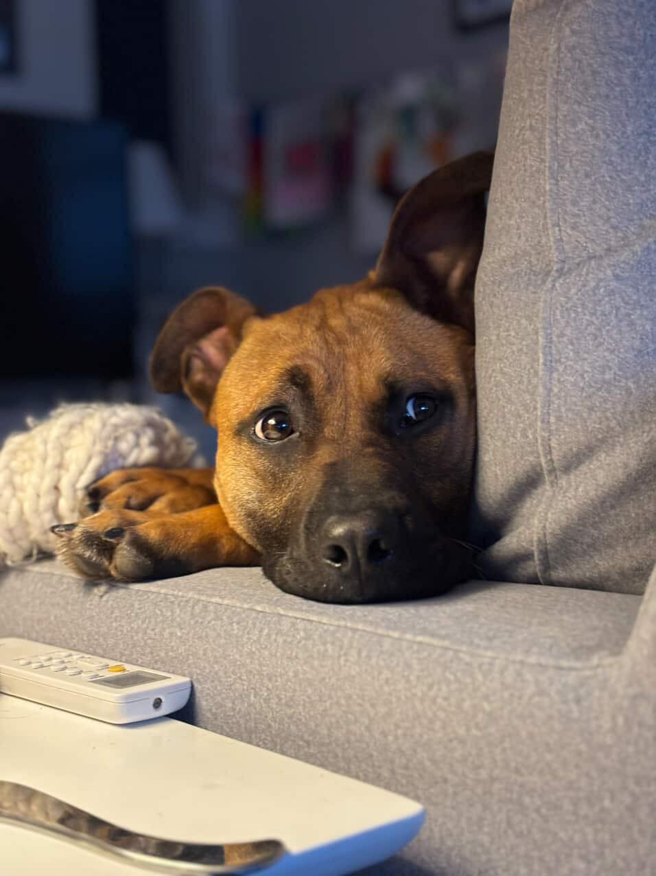 Enlarge Scooby Doo, a ADOPTABLE mixed breed in Cresco, PA image 1/6