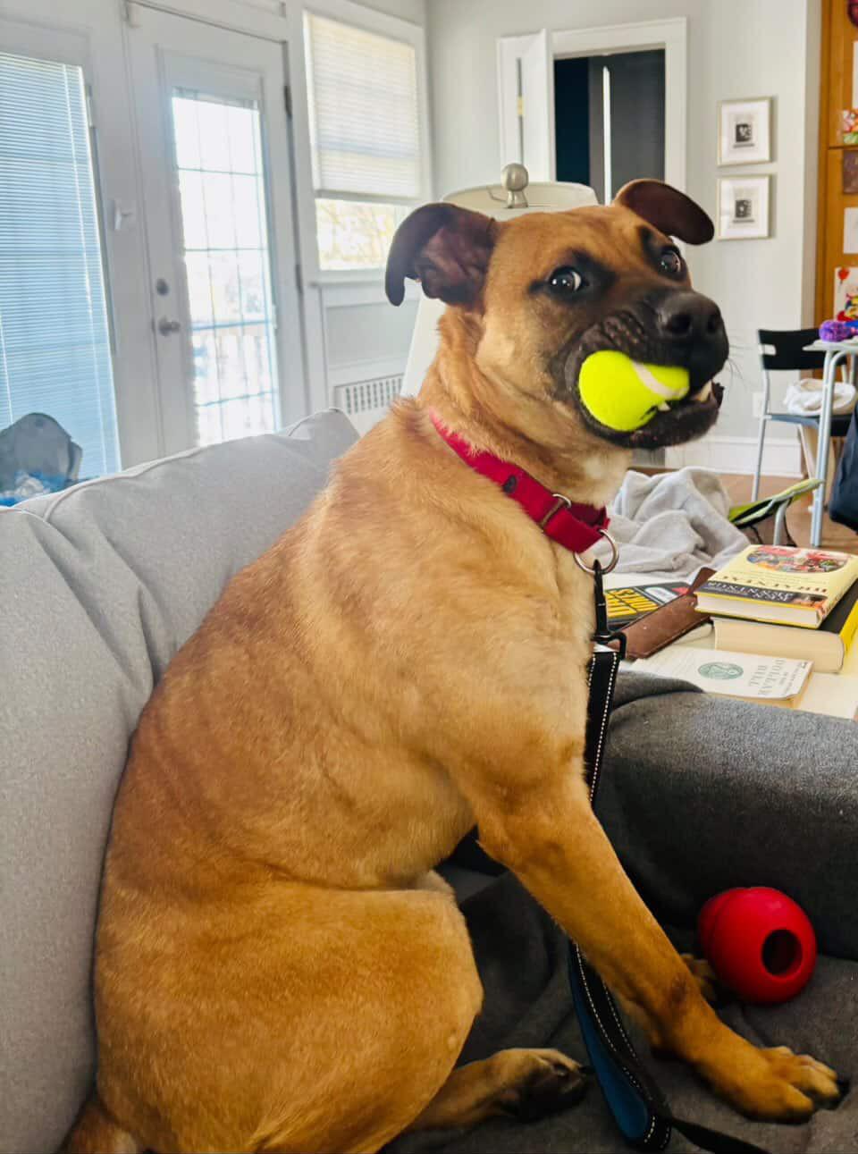 Enlarge Scooby Doo, a ADOPTABLE mixed breed in Cresco, PA image 4/6