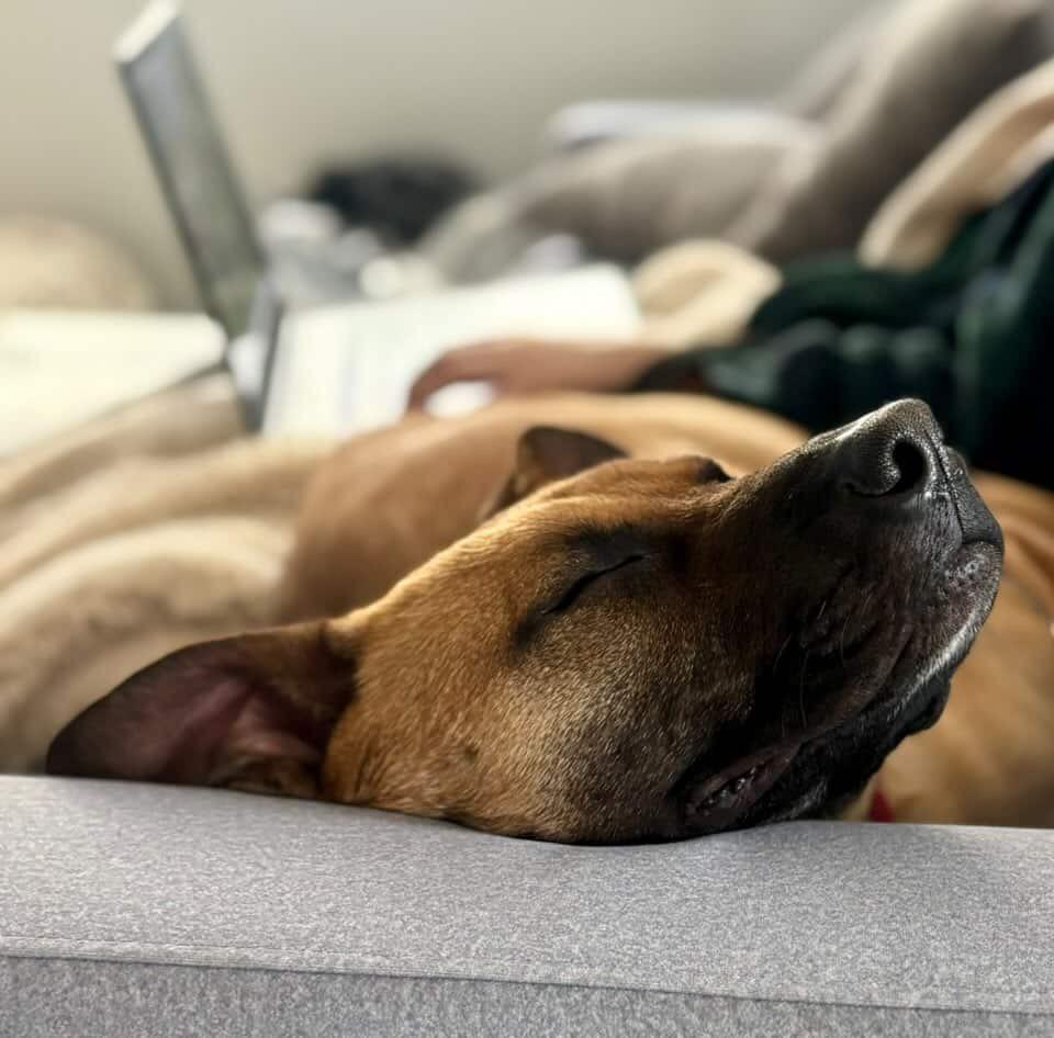 Enlarge Scooby Doo, a ADOPTABLE mixed breed in Cresco, PA image 5/6