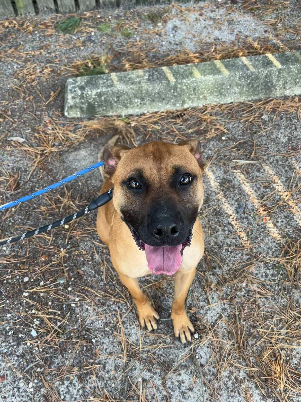 Enlarge Scooby Doo, a ADOPTABLE mixed breed in Cresco, PA image 2/6