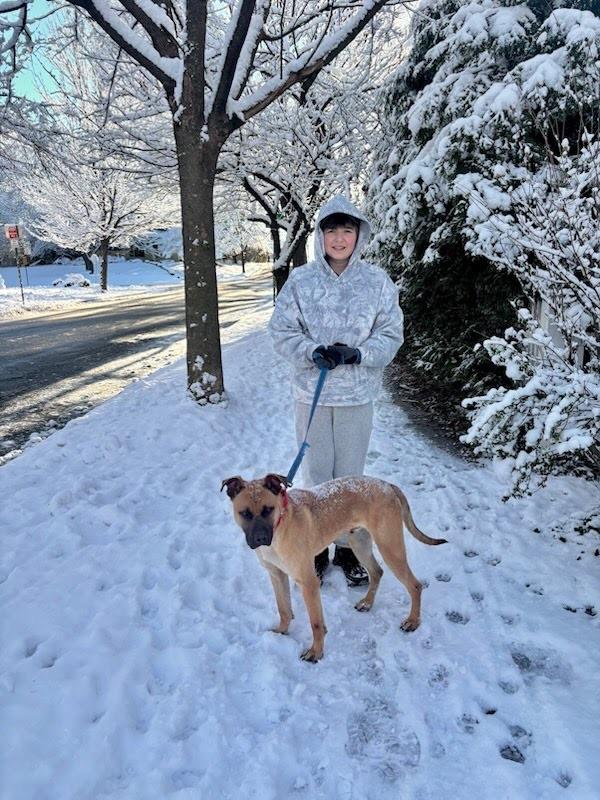 Enlarge Scooby Doo, a ADOPTABLE mixed breed in Cresco, PA image 6/6