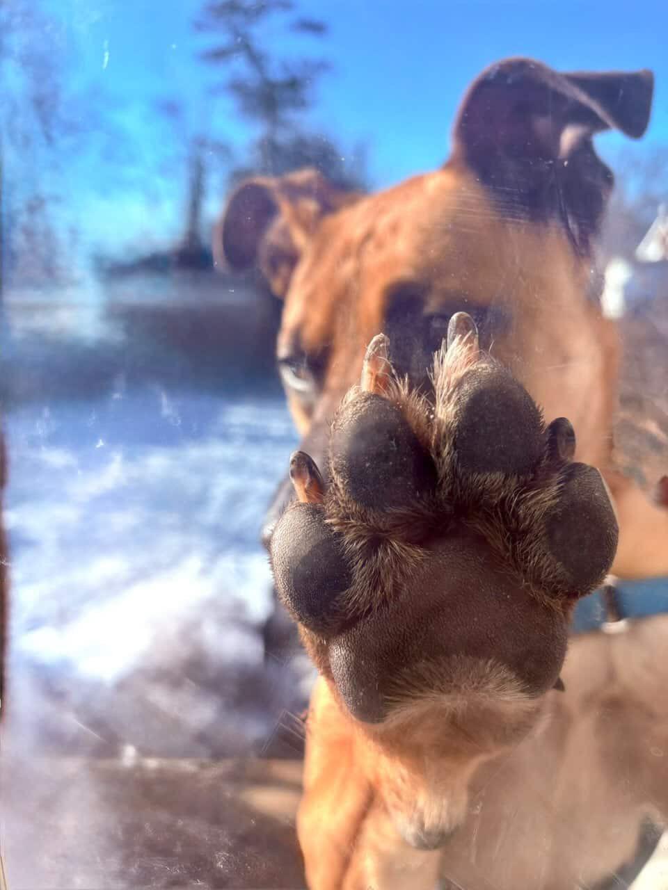 Enlarge Scooby Doo, a ADOPTABLE mixed breed in Cresco, PA image 3/6