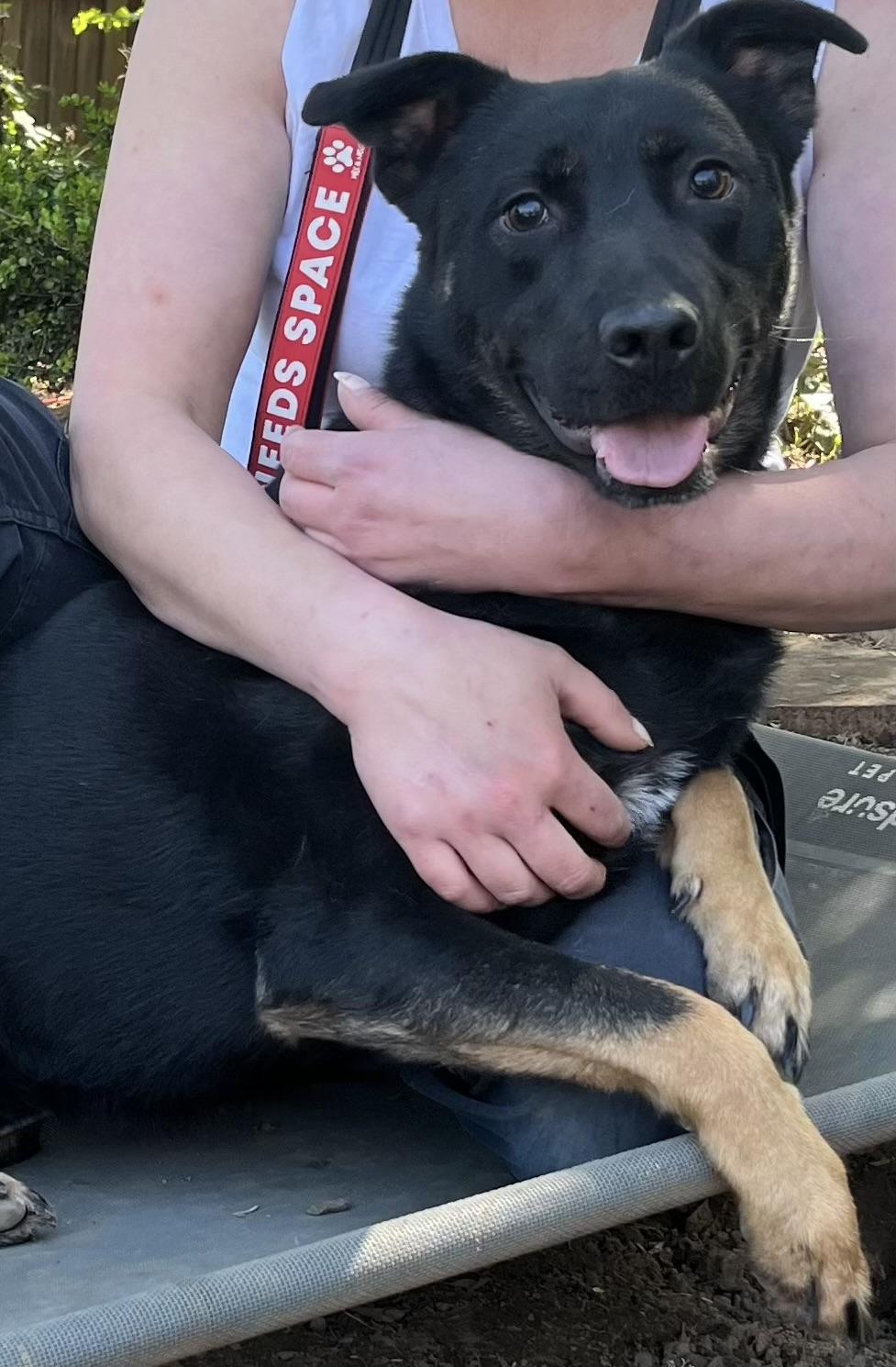 Gordon, a Adoptable German Shepherd Dog in Tigard, OR image 3/5