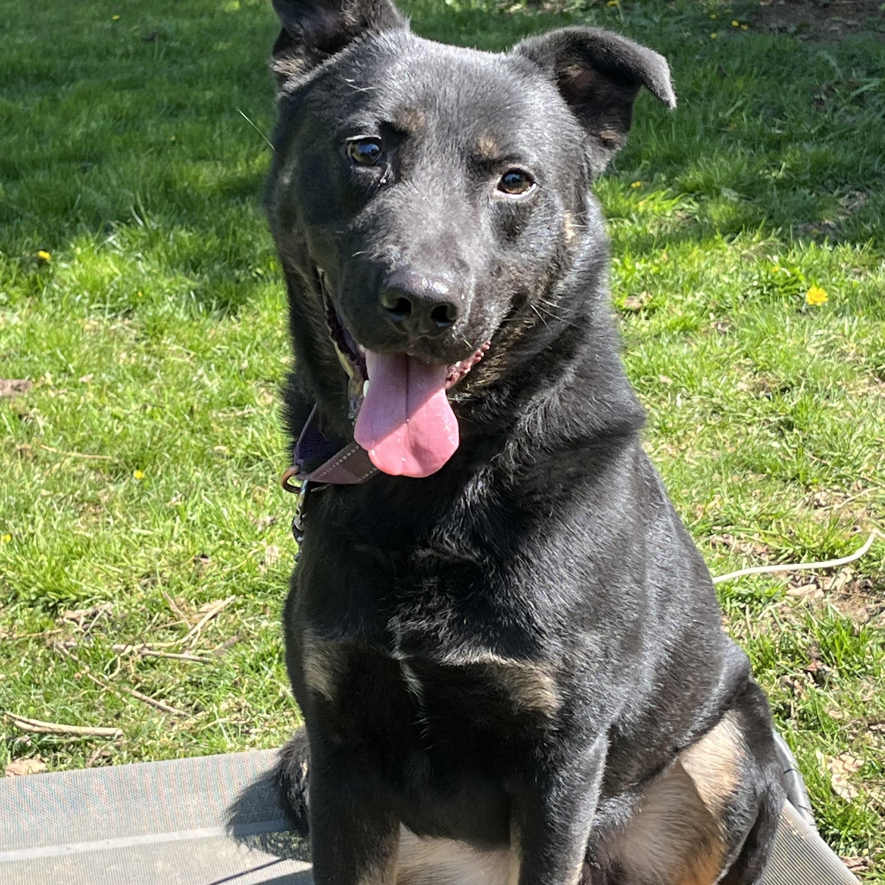 Gordon, a Adoptable German Shepherd Dog in Tigard, OR image 1/5