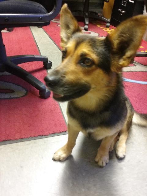 Enlarge Dusty, a Adopted mixed breed in Havre, MT image 1/1
