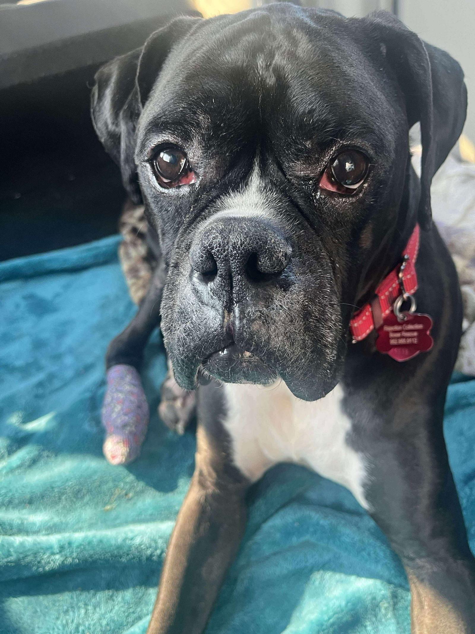 Boomer, Adopted, Adult Male Boxer.