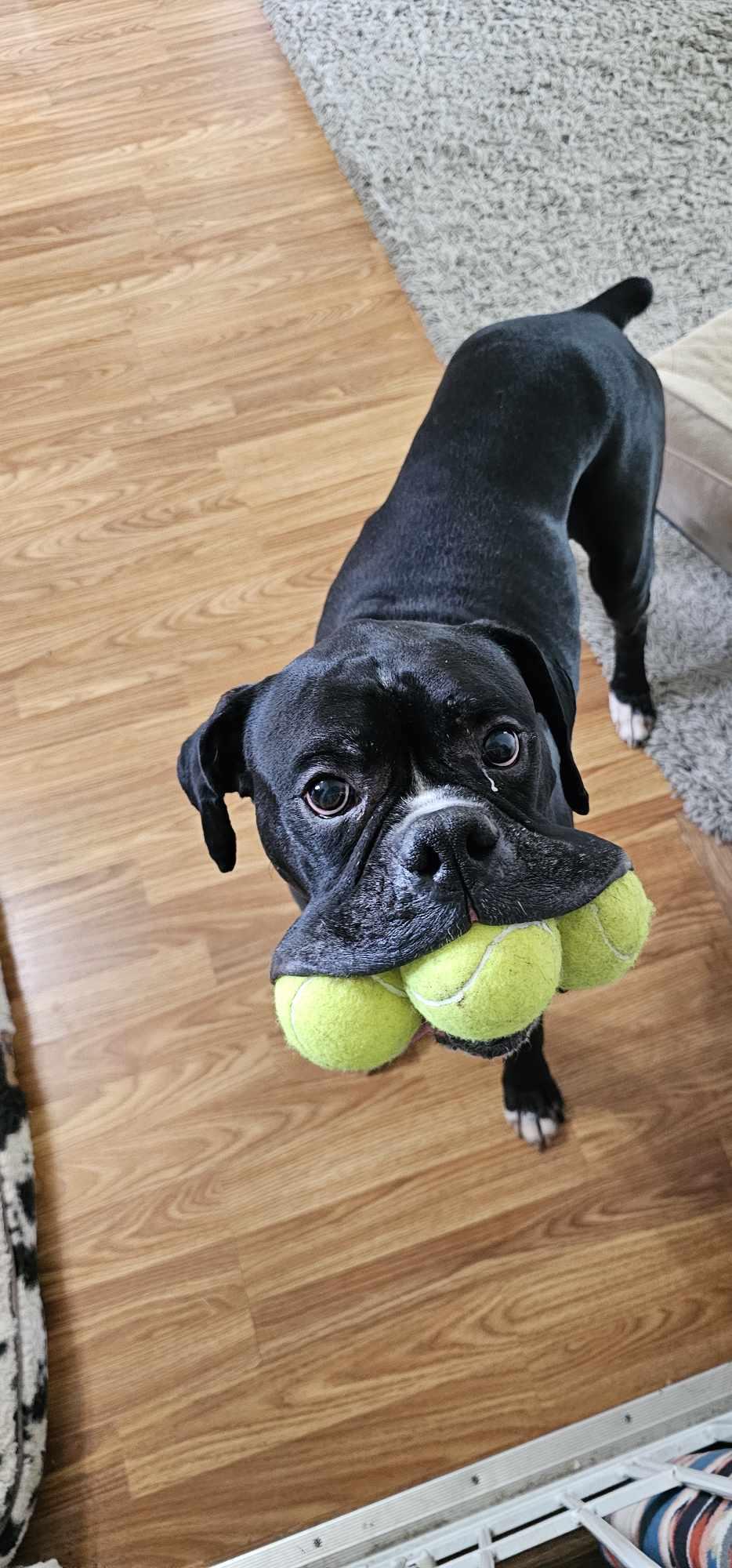 Boomer, a Adopted Boxer in Owatonna, MN image 2/2