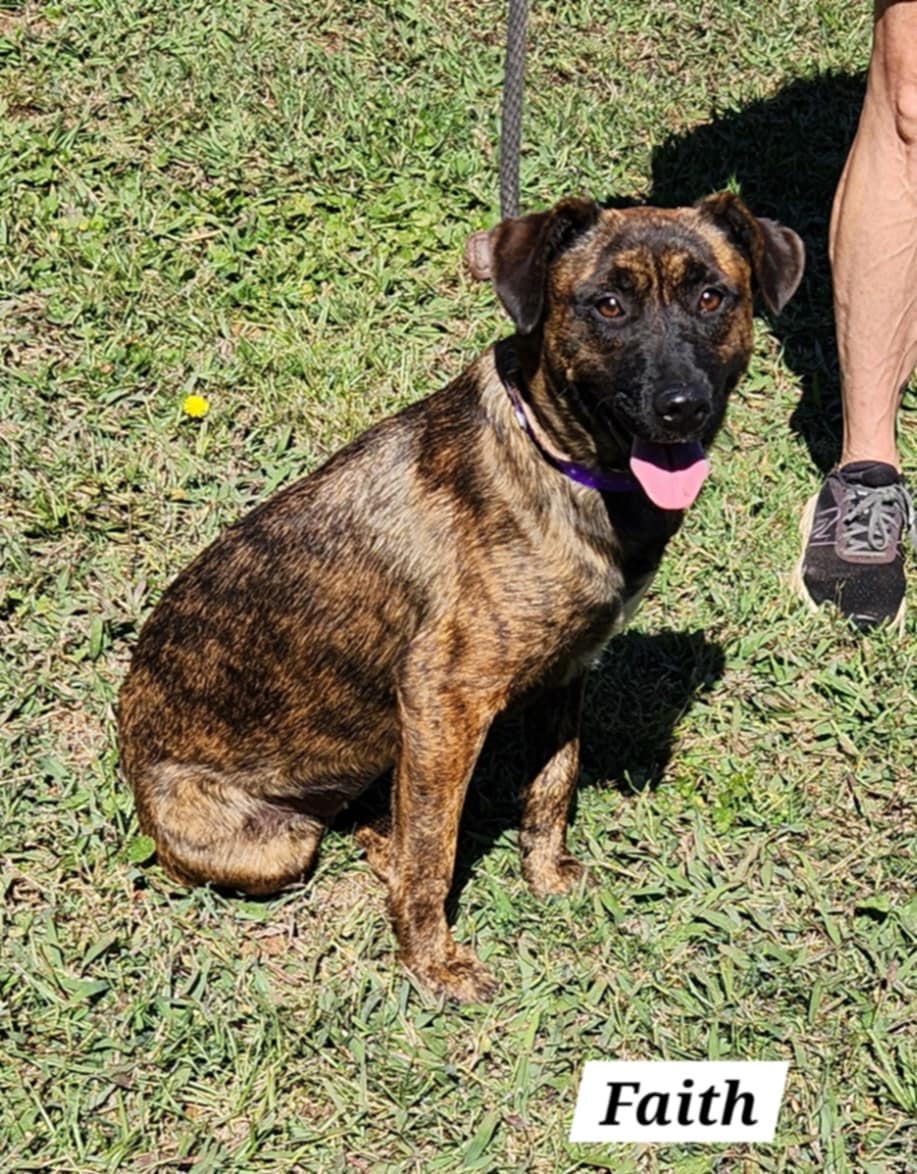 Dog for adoption Faith, a Terrier & Labrador Retriever Mix in