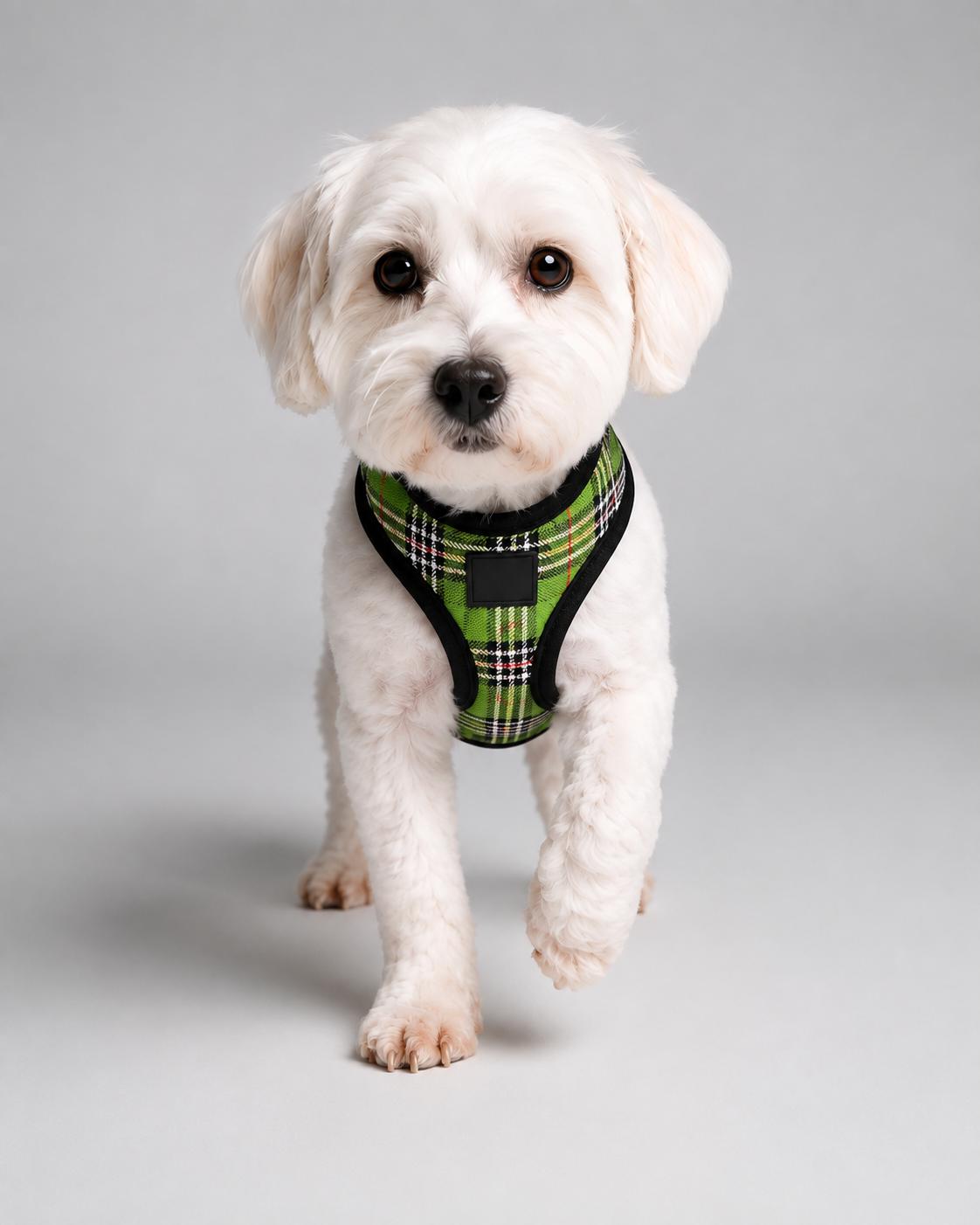 Cookie, a Adoptable mixed breed in Clearwater, FL image 2/2