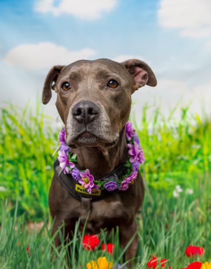 Lola, Adoptable, Adult Female Pit Bull Terrier & Mixed Breed.