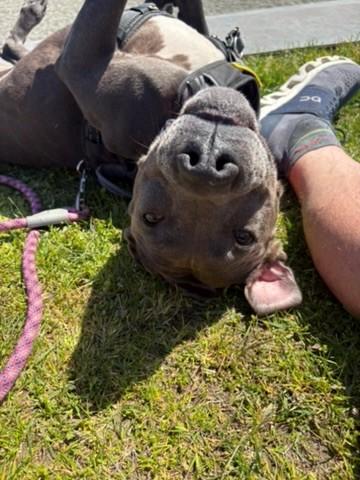 Enlarge Lola, a Adoptable mixed breed in Seattle, WA image 2/3