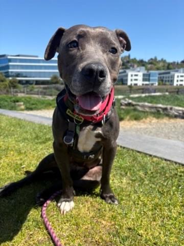 Enlarge Lola, a Adoptable mixed breed in Seattle, WA image 3/3