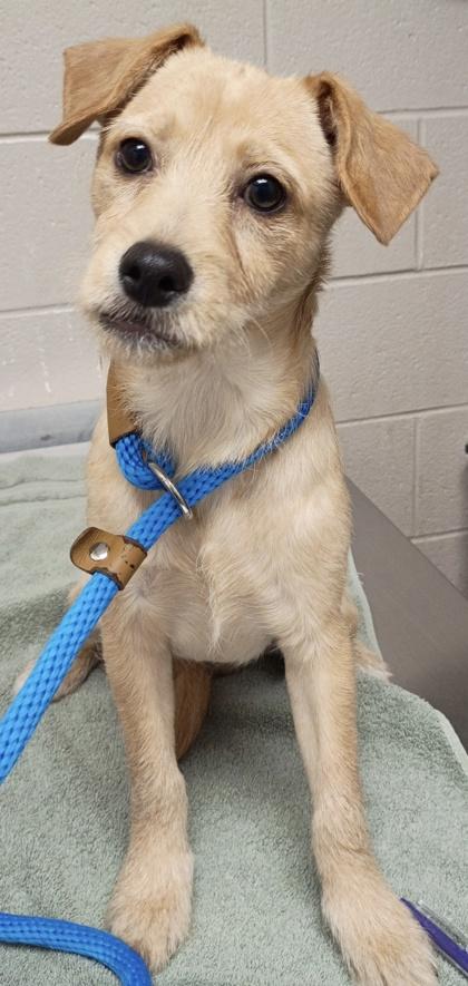 Hermey, Adoptable, Puppy Male Mixed Breed & Mixed Breed.