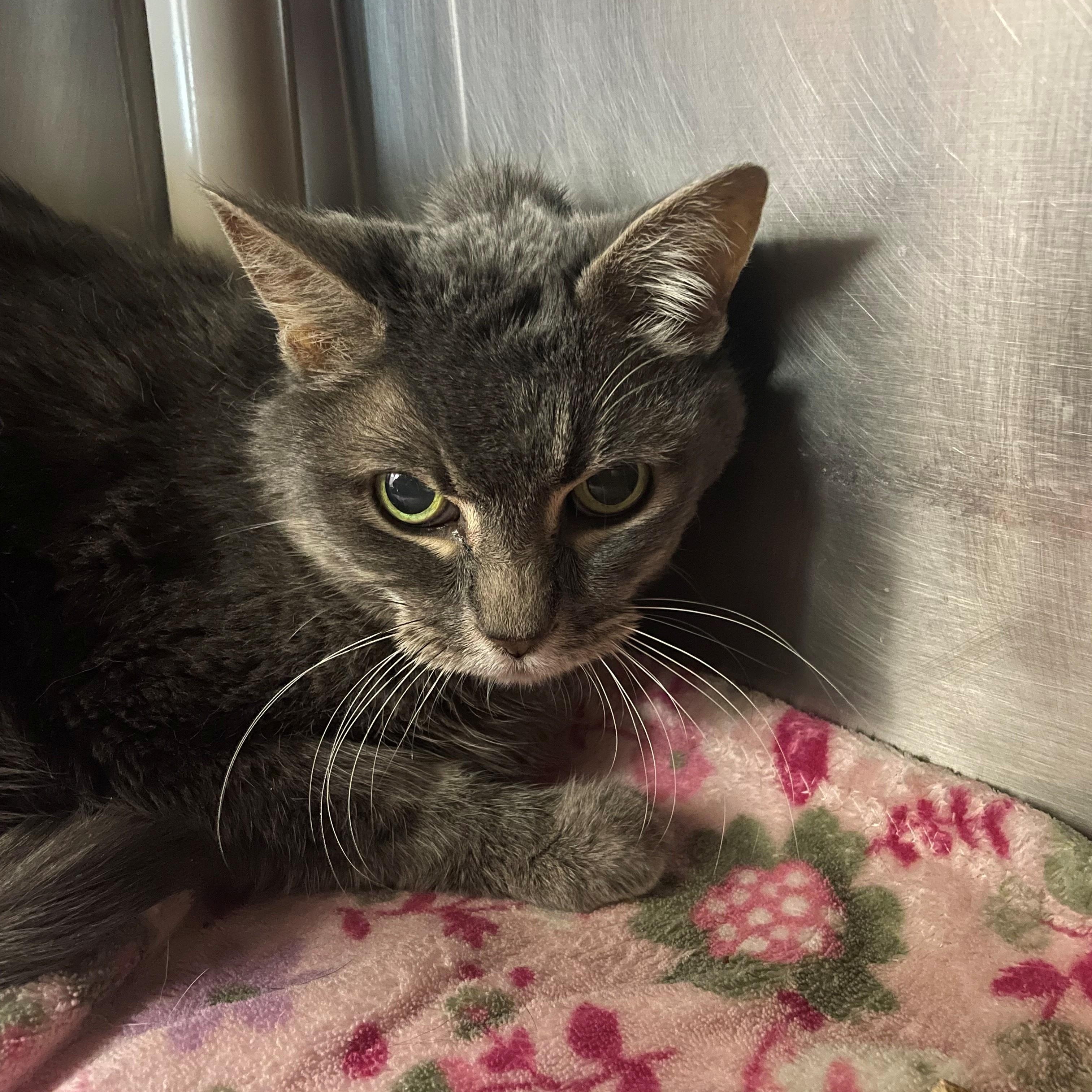 Sticktight, Adoptable, Adult Female Domestic Medium Hair.