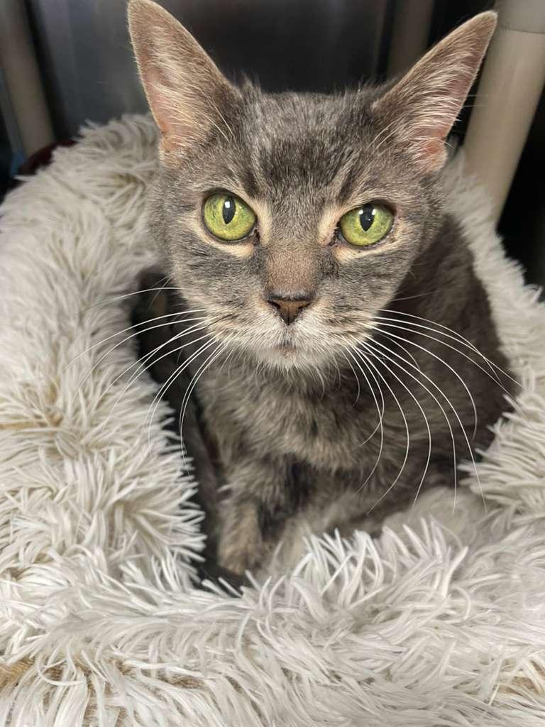 Sticktight, Adoptable, Adult Female Domestic Medium Hair.