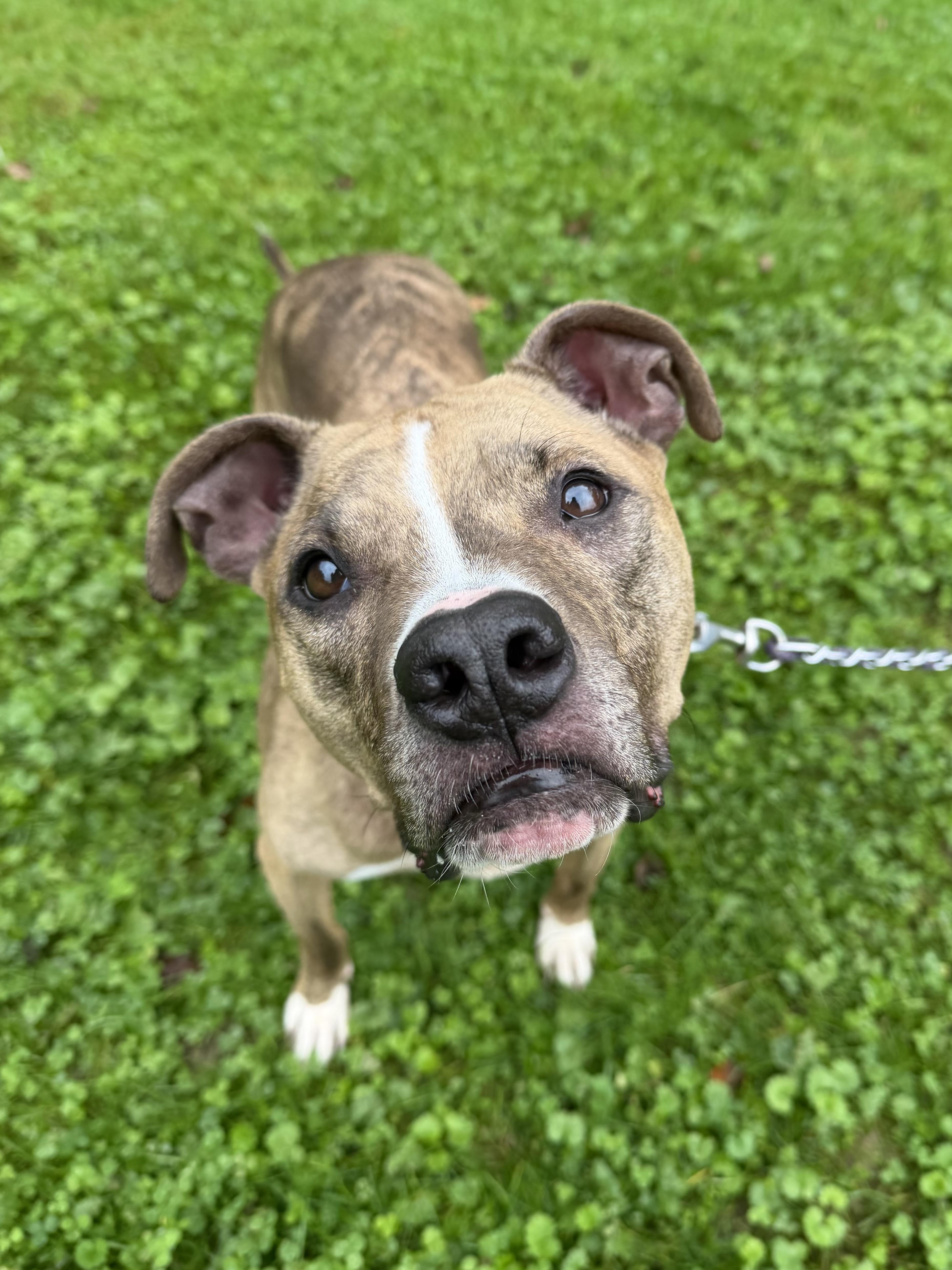 Enlarge Rocky, a Adoptable Pit Bull Terrier in Reisterstown, MD image 1/1