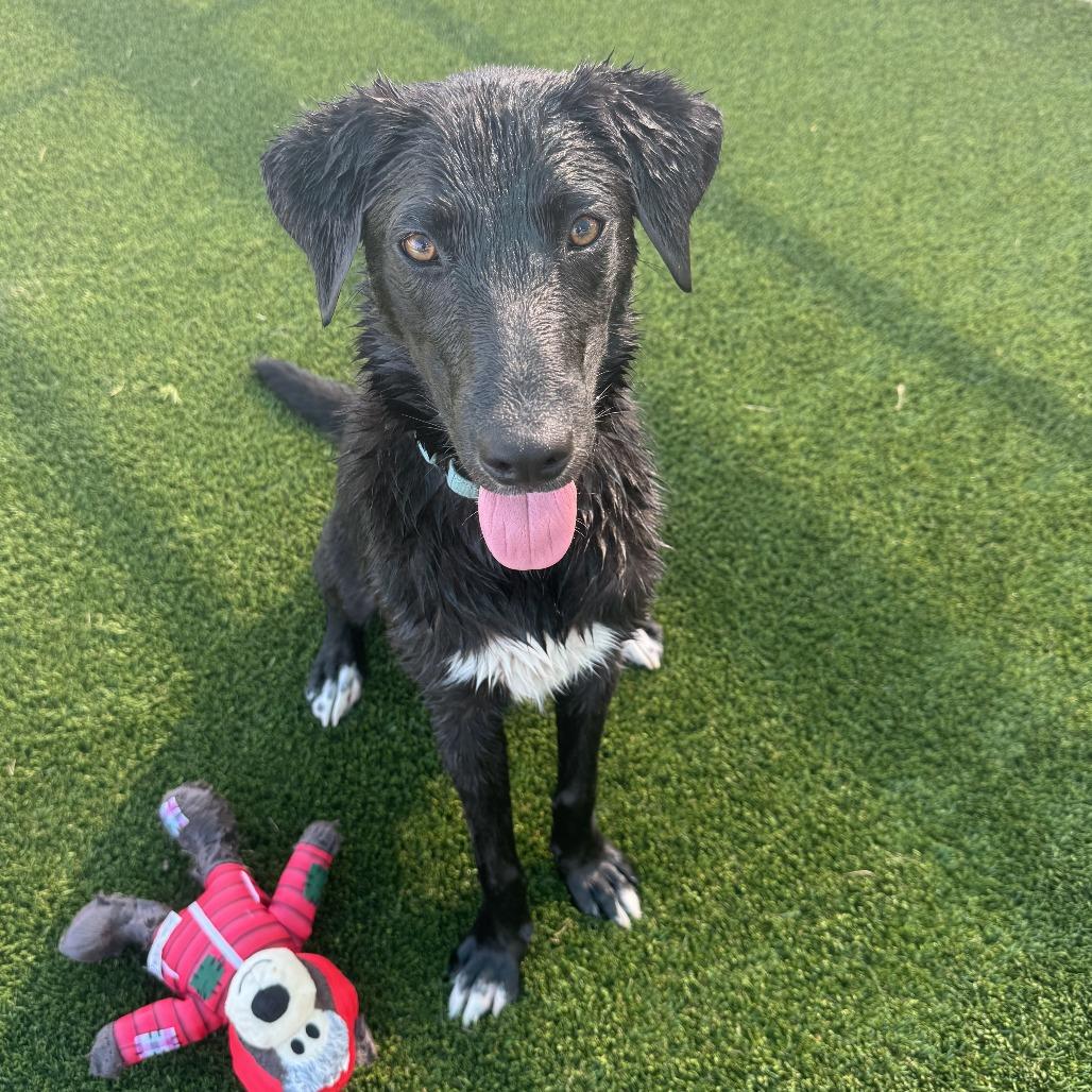 Charles, Adoptable, Young Male Retriever & Australian Cattle Dog / Blue Heeler.