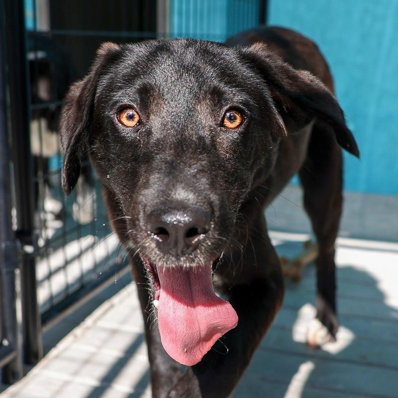 Charles, Adoptable, Young Male Retriever & Australian Cattle Dog / Blue Heeler.
